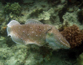   Taken while diving Mabul Borneo. Canon A640 Housing olympus slave strobe. Borneo strobe  